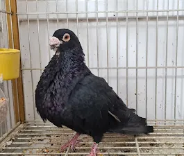 animales de compañía